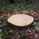 forest, tree, leave